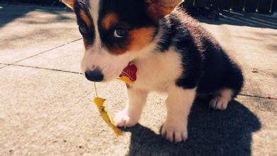 壬戌年是哪一年,壬戌年的五行查询